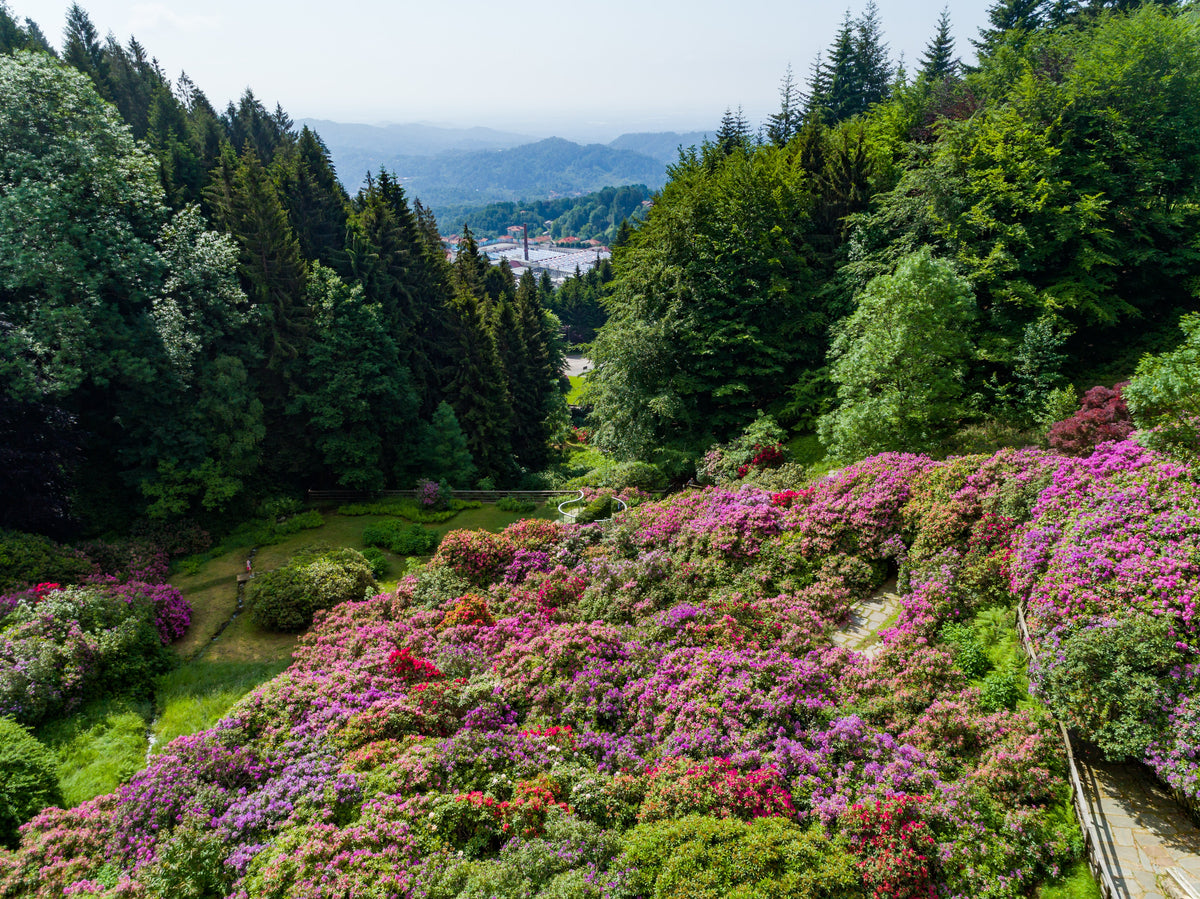 La Conca dei Rododendri nell’Oasi Zegna